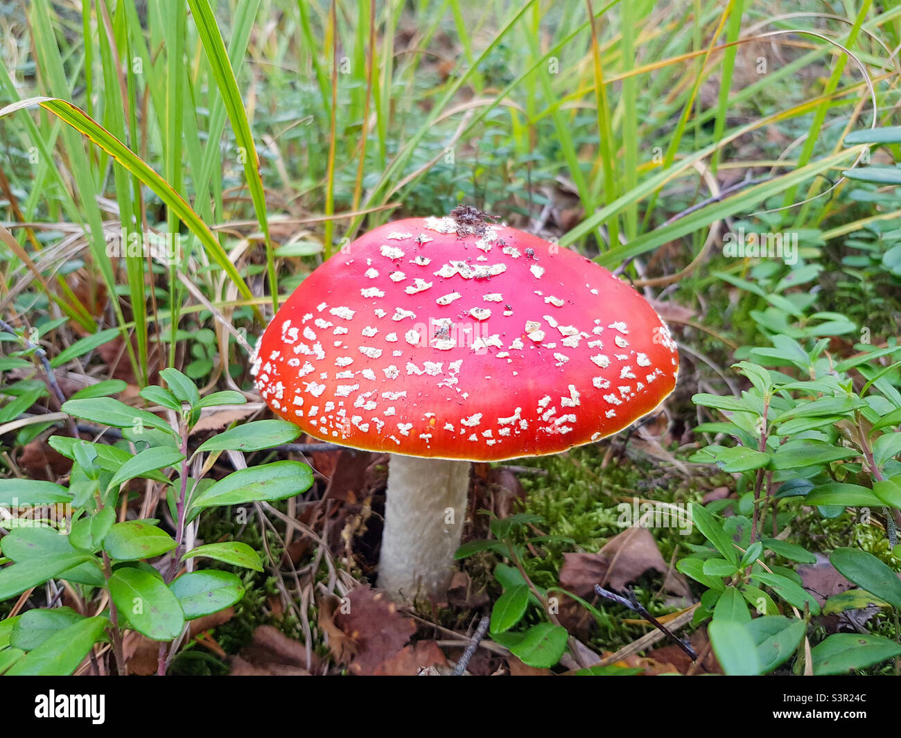 Schöne rote Fliege Agaric im Wald gereift. Rote Fliege mit weißen Flecken Stockfoto