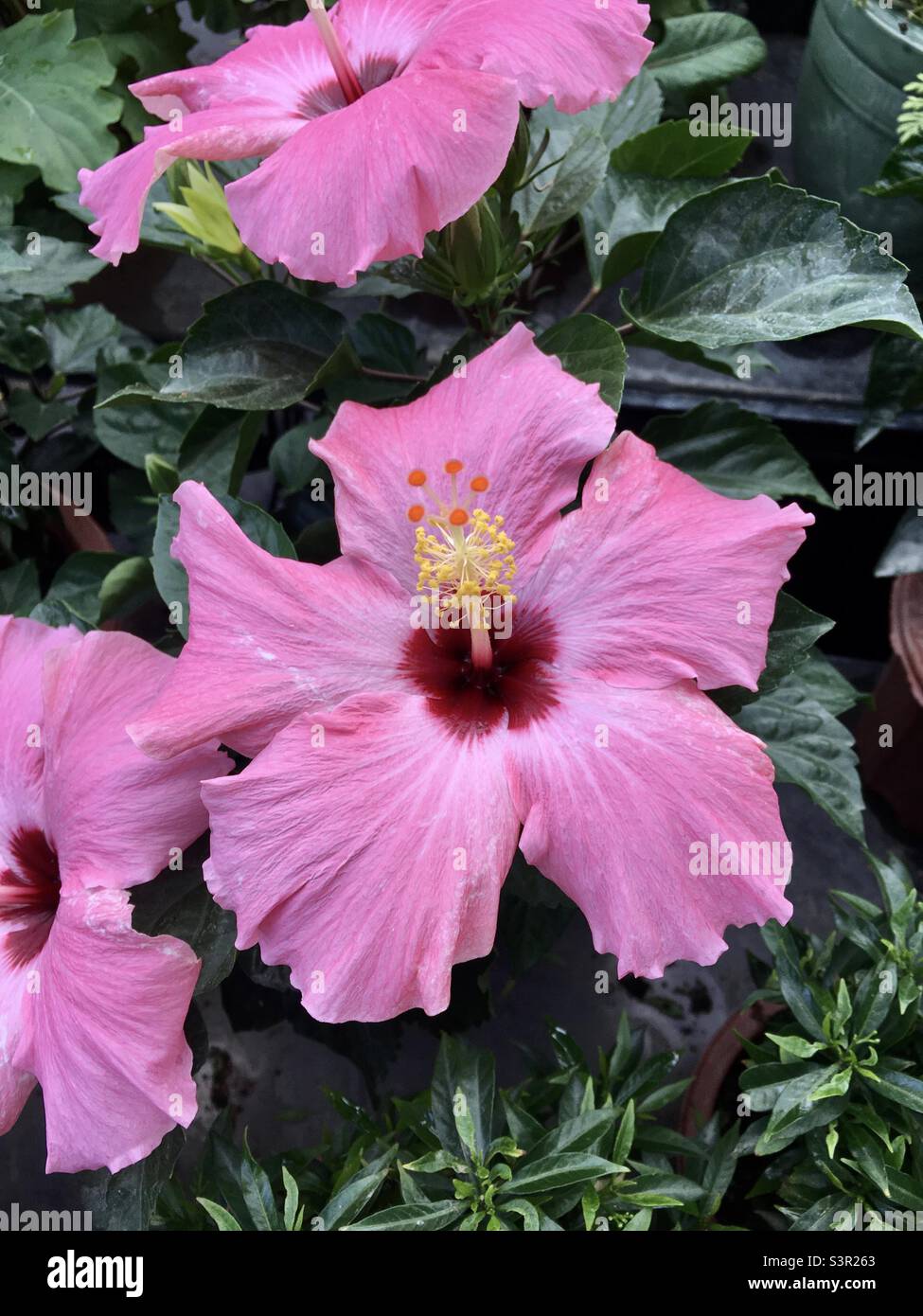 Rosa Hibiskus-Blume Stockfoto
