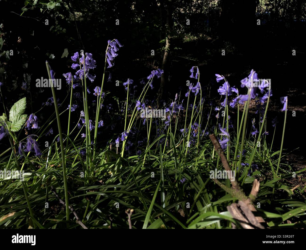 Bluebell blüht in einem Park Stockfoto