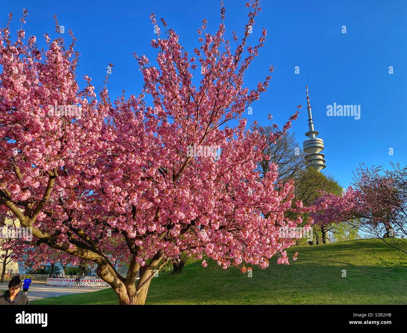 Blühender rosa Kirschbaum und Fernsehturm im Olympiapark München, Deutschland. Stockfoto