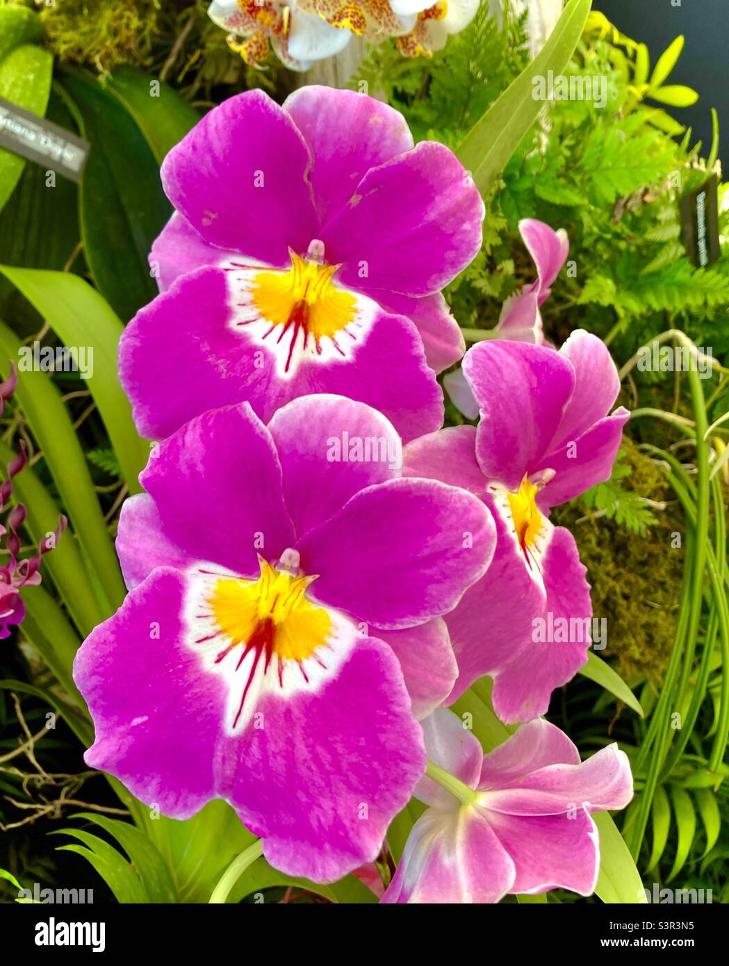 Cattleya labiata Orchidee in voller Blüte. Tolle Farben genannt Ruby Lipped cattleya - Smartphone-aufgenommenes Stockfoto