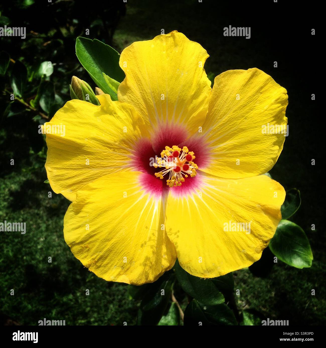 Ein gelber Hibiskus auf Hawaii Stockfoto