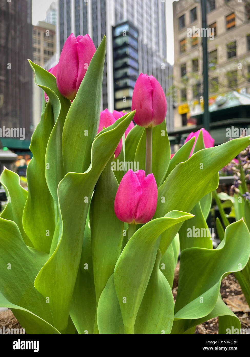 Im Frühling blühen in Manhattan, 2022, New York City, USA, leuchtende rosa Tulpen Stockfoto