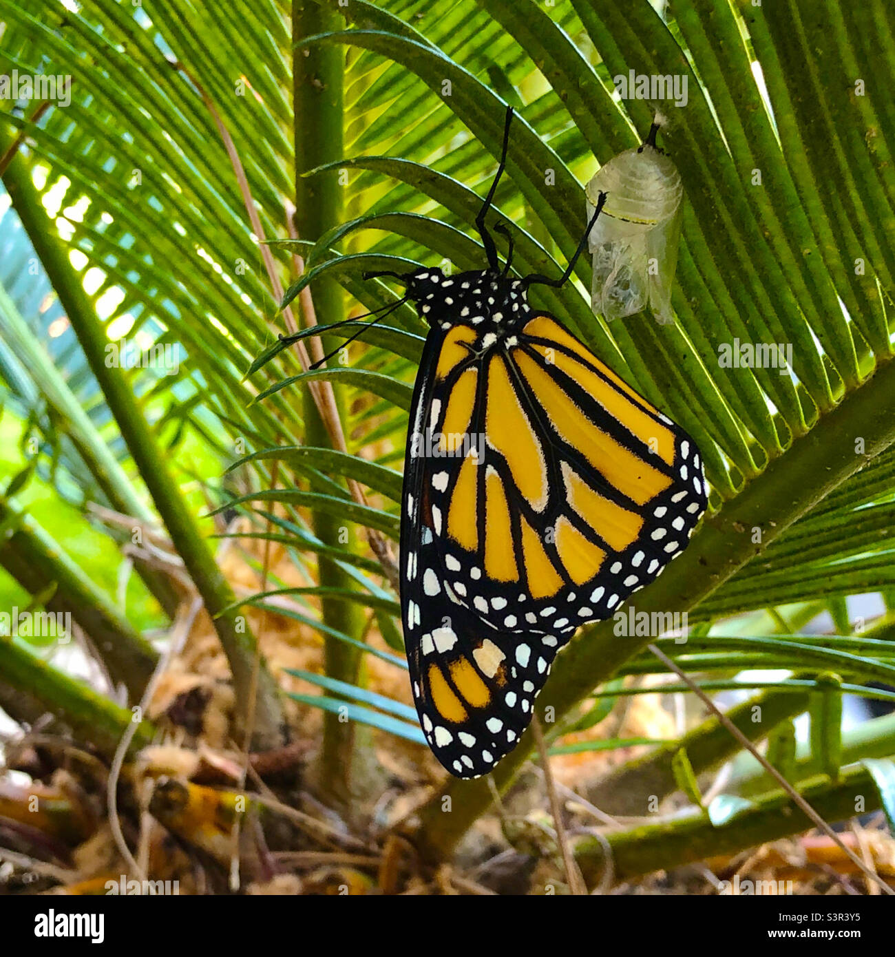 Neu aufgetauchte weibliche Monarch-Schmetterling, der an der Chrysalis hängt. Stockfoto