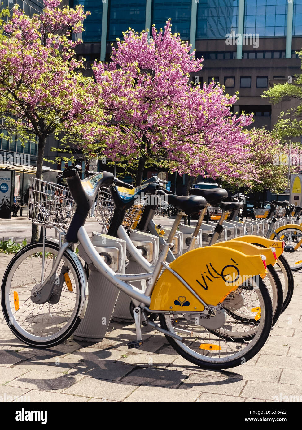 City-Verleih von Fahrrädern im Frühling Stockfoto