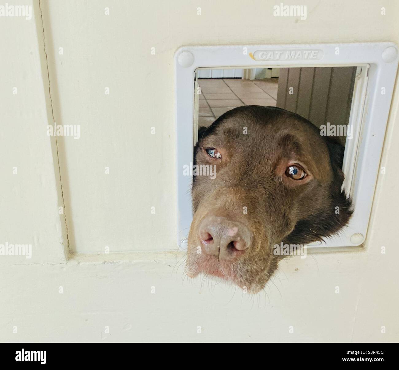 Ein labrador-Hund aus Schokolade schaut durch eine Katzenklappe in einer Haustüre Stockfoto