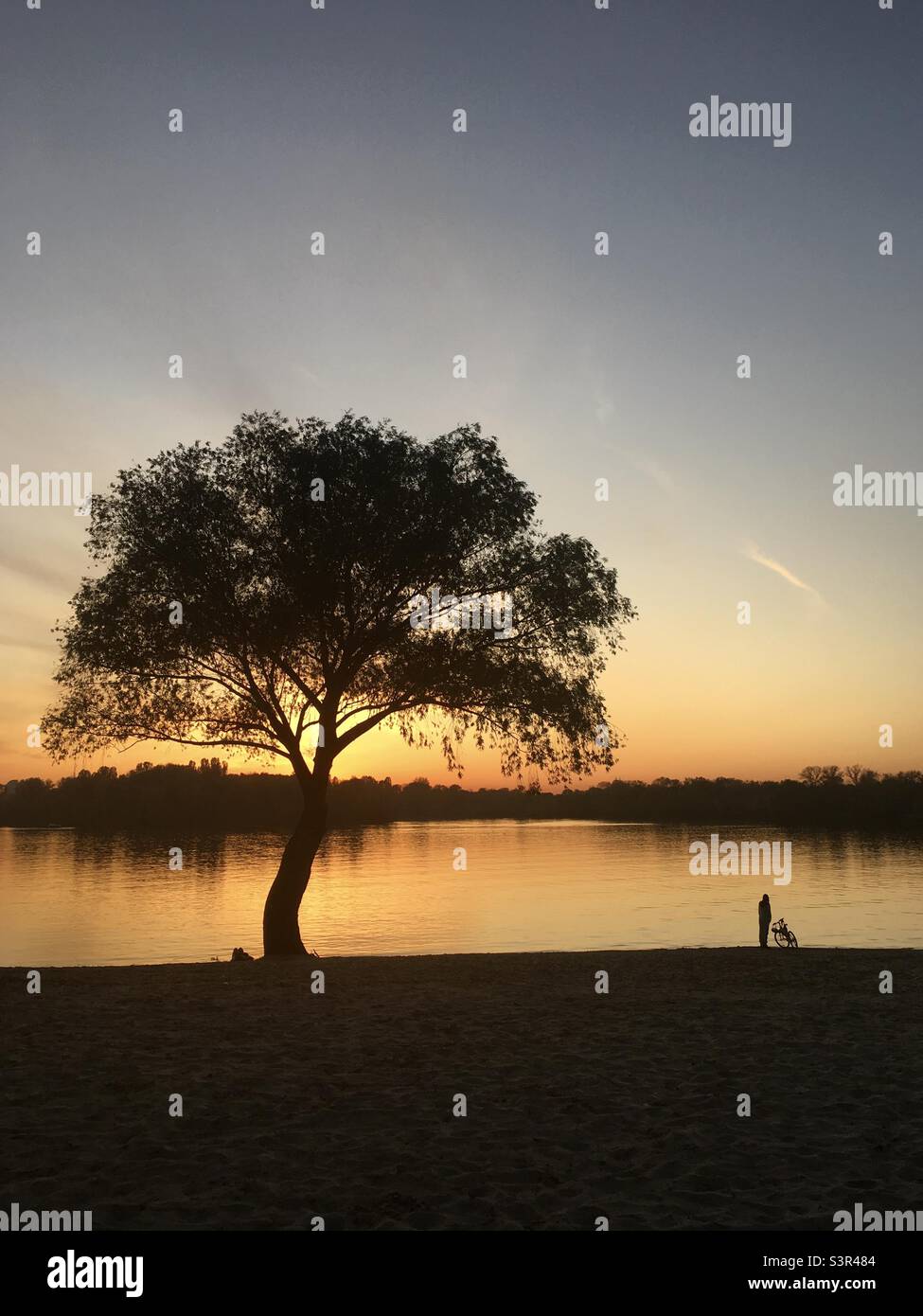 Bei Sonnenuntergang steht ein Mann vor einem riesigen Baum nahe der Küste Stockfoto