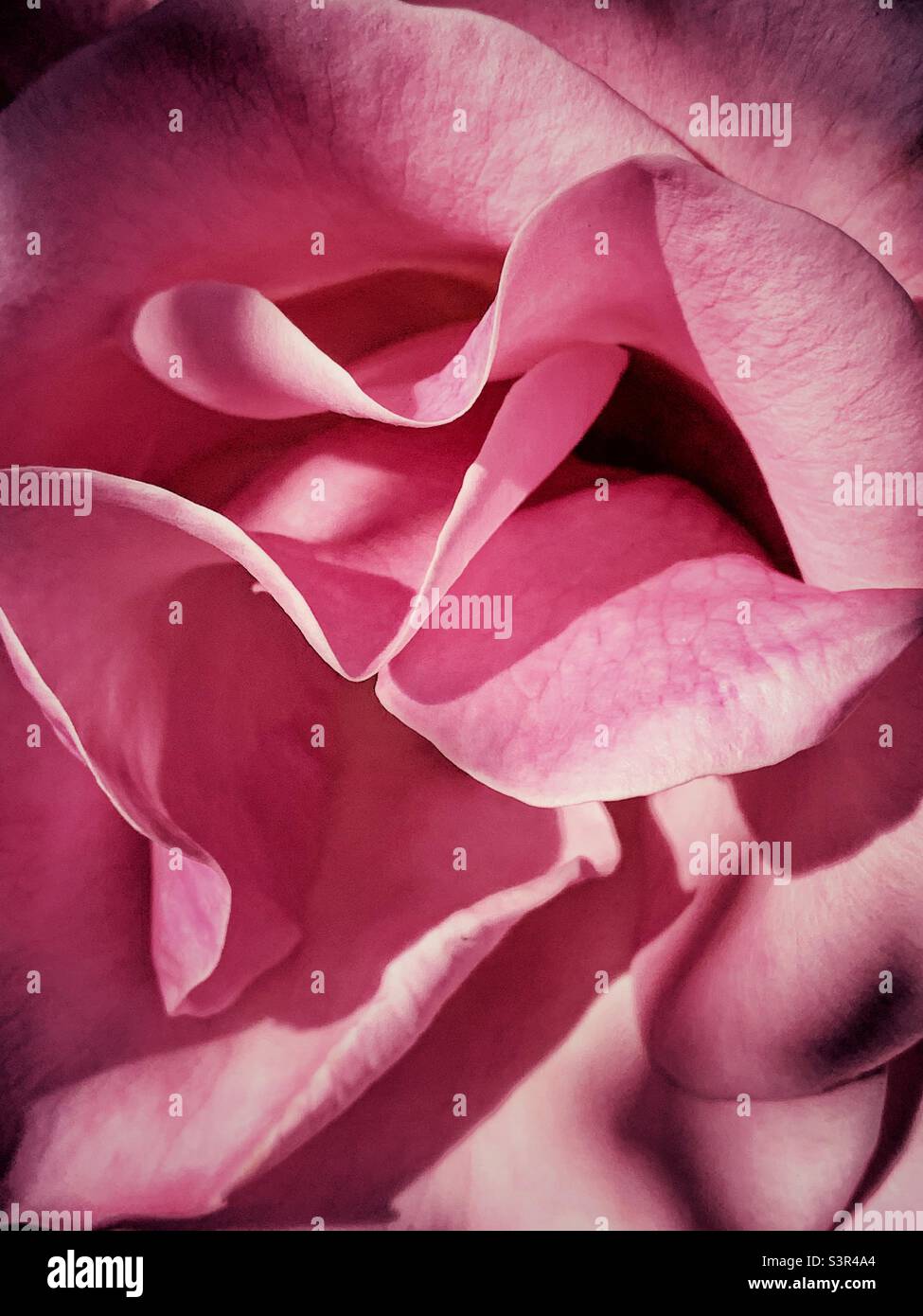 Rosenblüten Stockfoto