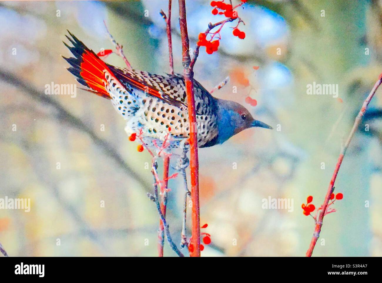 nördliches Flimmern, gewöhnliches Flimmern, Vögel Nordamerikas, Ornithologie, Specht, Bergasche, Baum, Beeren, Naturliebhaber, Gartenfotografie - Smartphone-aufgenommenes Stockfoto