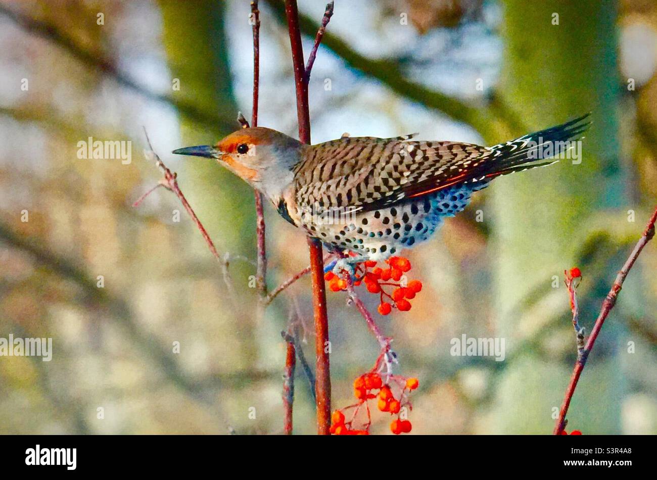 nördliches Flimmern, gewöhnliches Flimmern, Vögel Nordamerikas, Ornithologie, Specht, Bergasche, Baum, Beeren, Naturliebhaber, Gartenfotografie - Smartphone-aufgenommenes Stockfoto