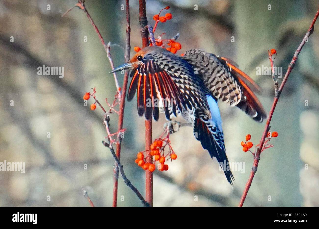 nördliches Flimmern, gewöhnliches Flimmern, Vögel Nordamerikas, Ornithologie, Specht, Bergasche, Baum, Beeren, Naturliebhaber, Gartenfotografie - Smartphone-aufgenommenes Stockfoto
