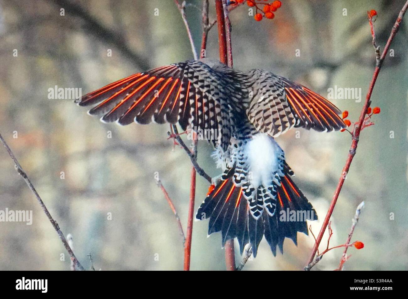 nördliches Flimmern, gewöhnliches Flimmern, Vögel Nordamerikas, Ornithologie, Specht, Bergasche, Baum, Beeren, Naturliebhaber, Gartenfotografie - Smartphone-aufgenommenes Stockfoto