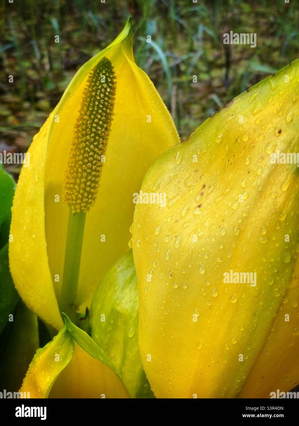 Skunk-Kohl (Lysichiton americanus), Großbritannien, kultiviert, April. Stockfoto