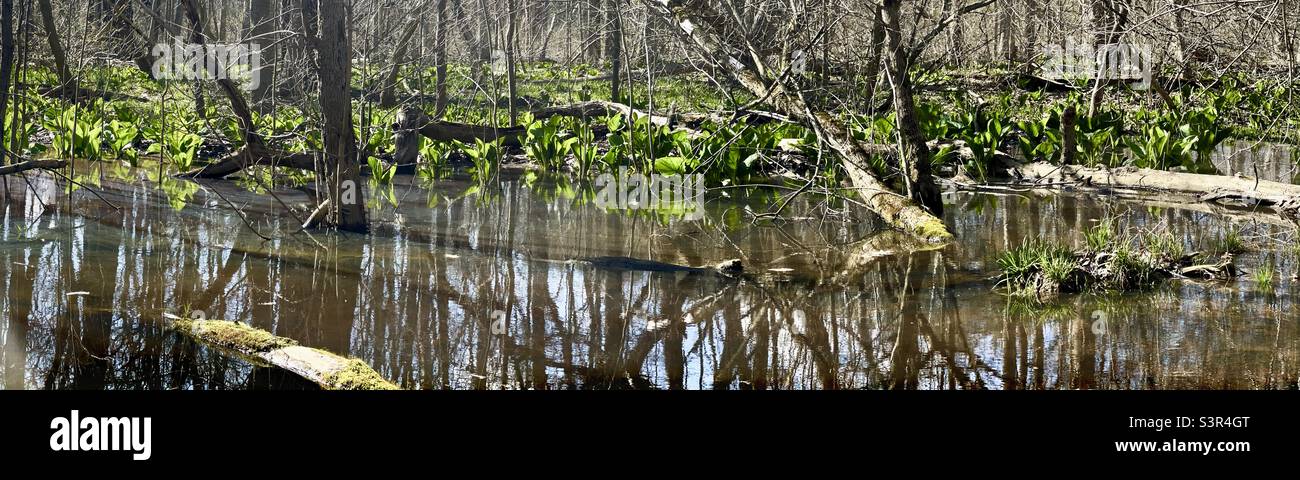 Nordost-Ohio-Sümpfe. Cleveland Metroparks Sümpfe Stockfoto