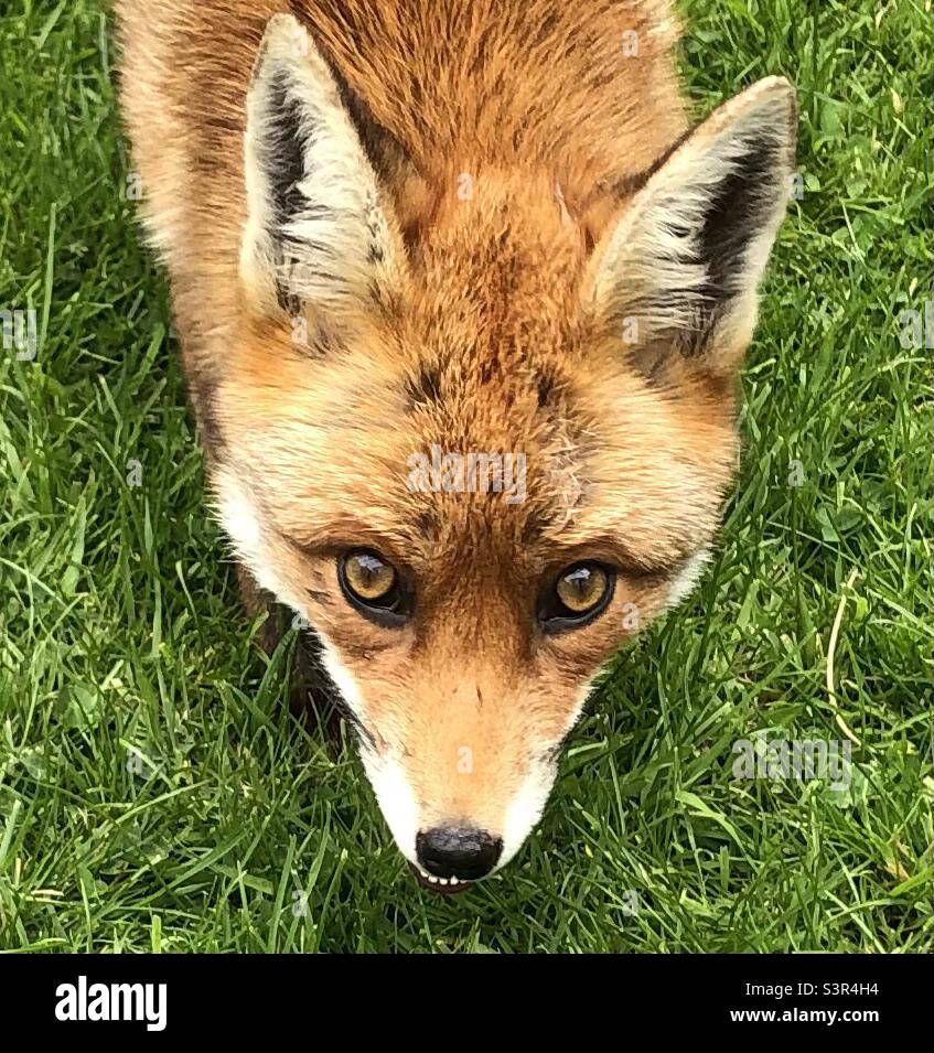 Weibchen Fuchskopf, Maske, in meinem Garten - Smartphone-aufgenommenes Stockfoto