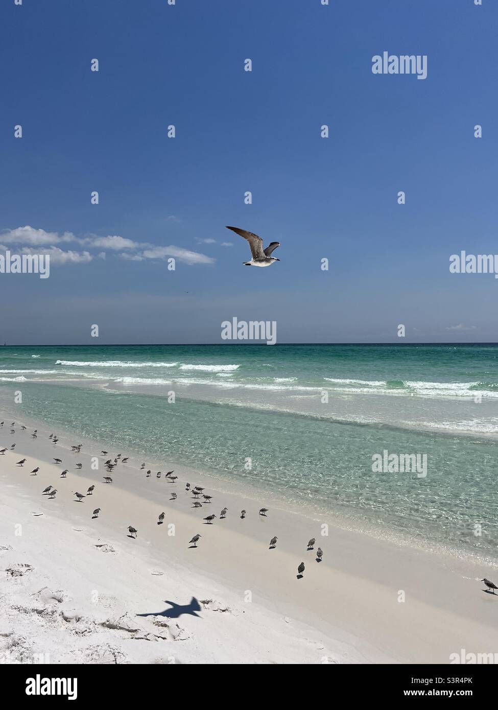 Florida Emerald Coast Strand mit Küstenvögeln Stockfoto