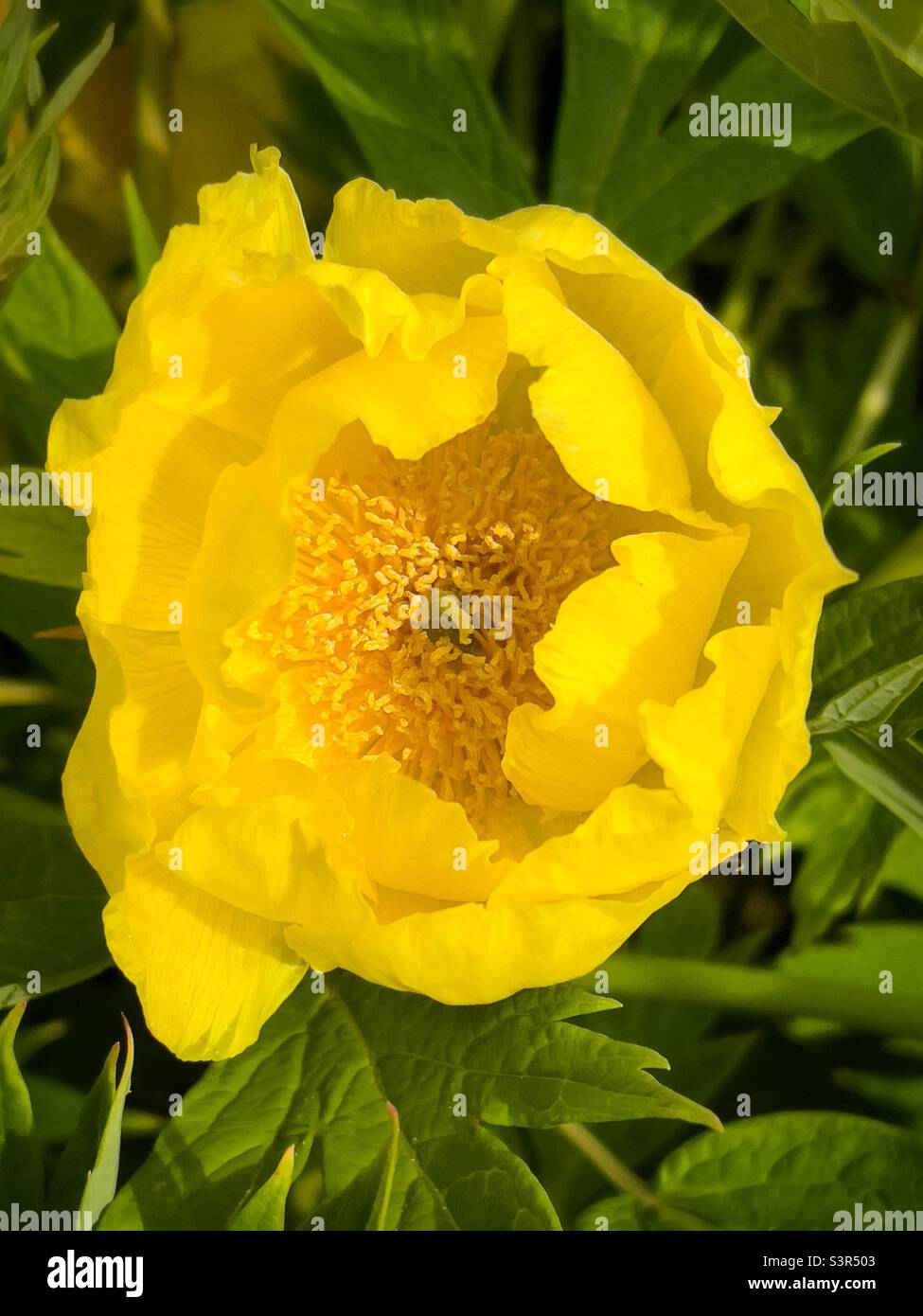 Große gelbe Blume Stockfoto