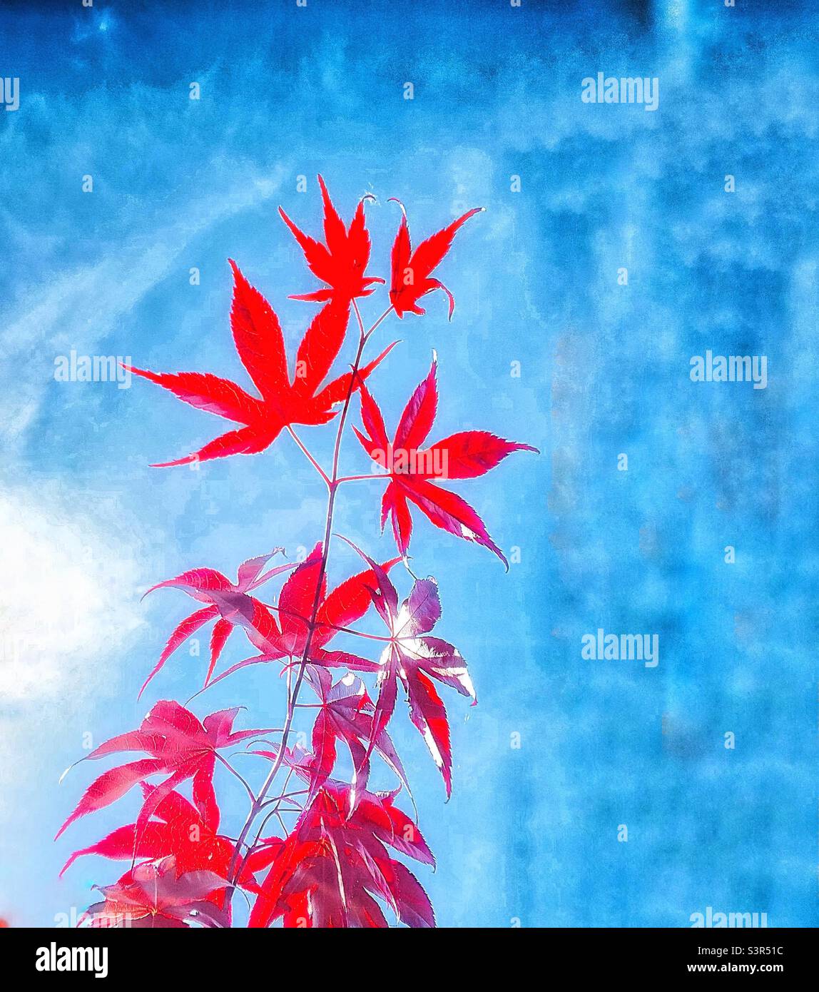 Rote Blätter blauer Himmel. Stockfoto