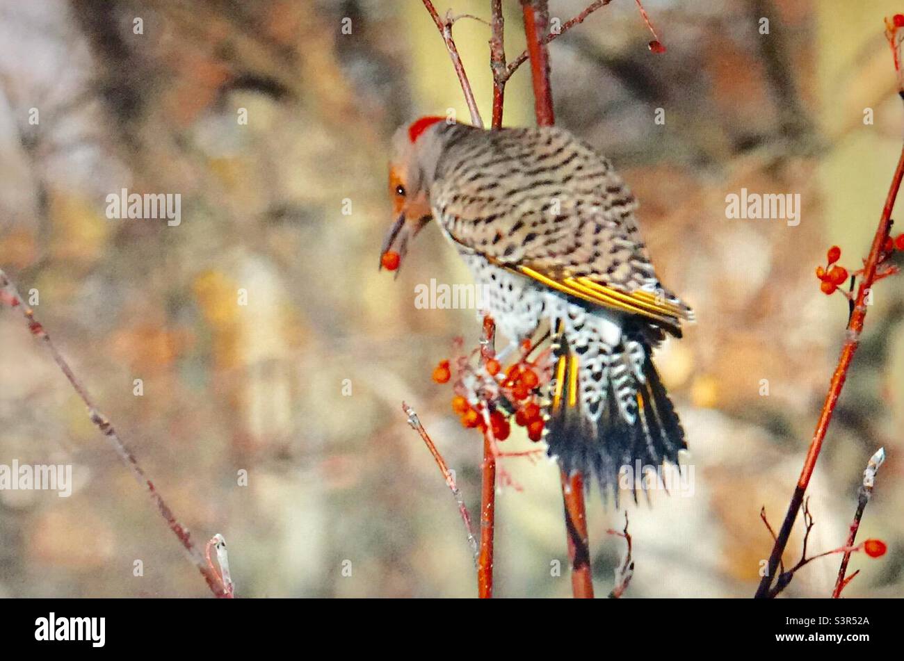 Gelb-shafted, Northern Flicker, Specht, Vögel Nordamerikas, Tierwelt, Hinterhoffotografie, Bergasche, Beeren - Smartphone-aufgenommenes Stockfoto