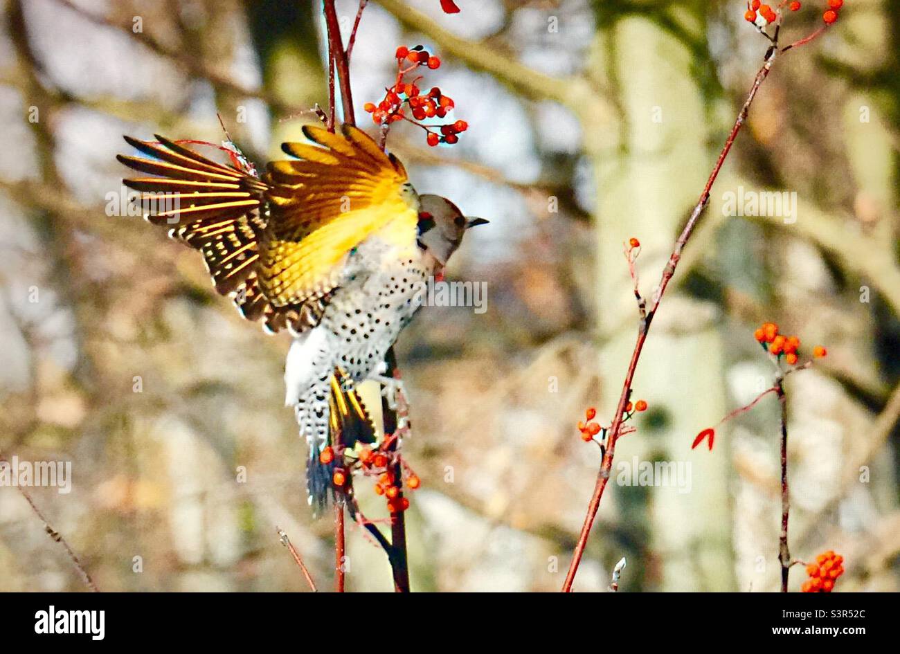 Gelb-shafted, Northern Flicker, Specht, Vögel Nordamerikas, Tierwelt, Hinterhoffotografie, Bergasche, Beeren - Smartphone-aufgenommenes Stockfoto