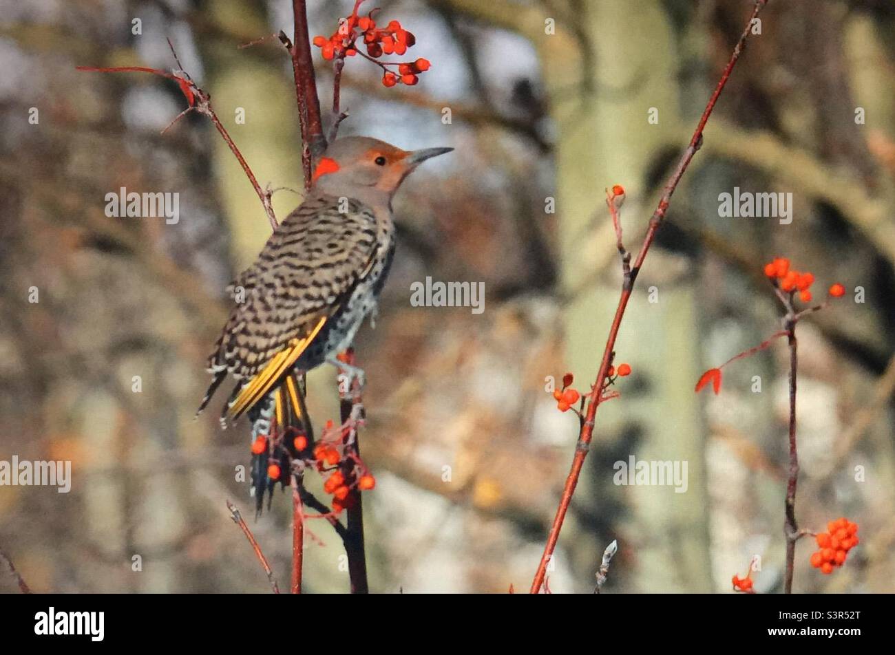Gelb-shafted, Northern Flicker, Specht, Vögel Nordamerikas, Tierwelt, Hinterhoffotografie, Bergasche, Beeren - Smartphone-aufgenommenes Stockfoto