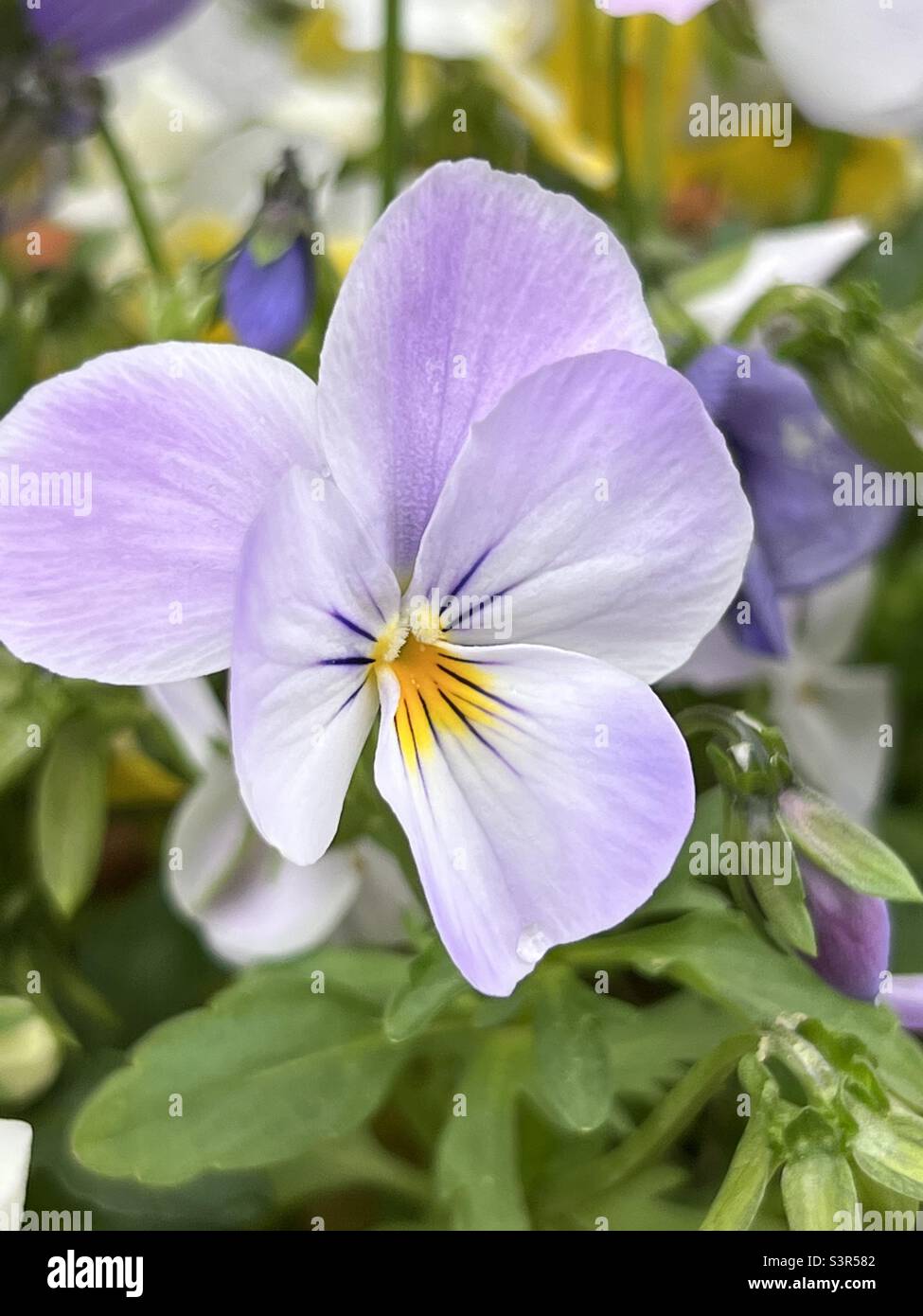 Eine violette Blüte, die in einem Garten als Schönheit der Natur blüht. Stockfoto