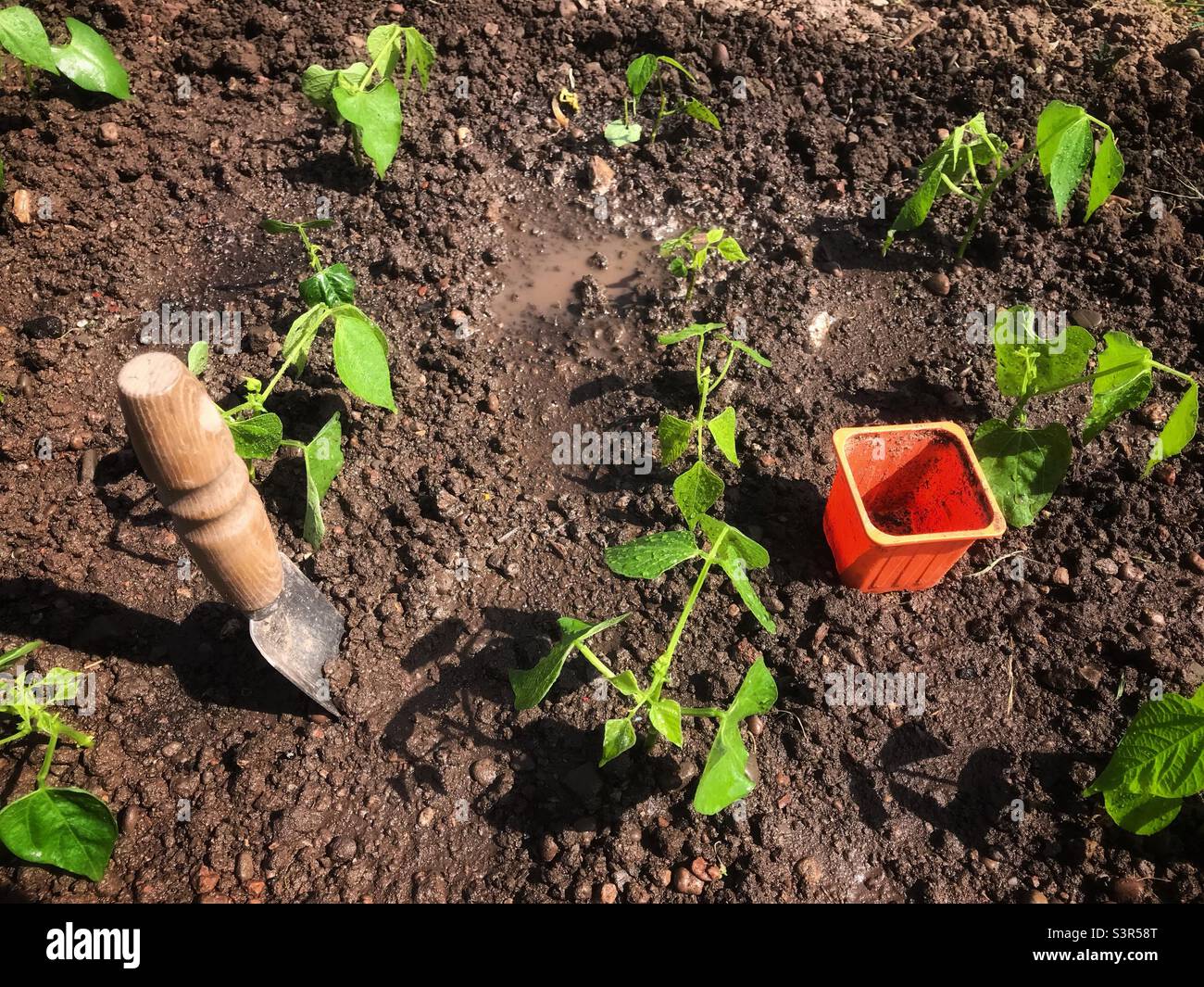 Pflanzen von Zwergbohnen auf einer Gartenanlage im April 2022 in Großbritannien Stockfoto