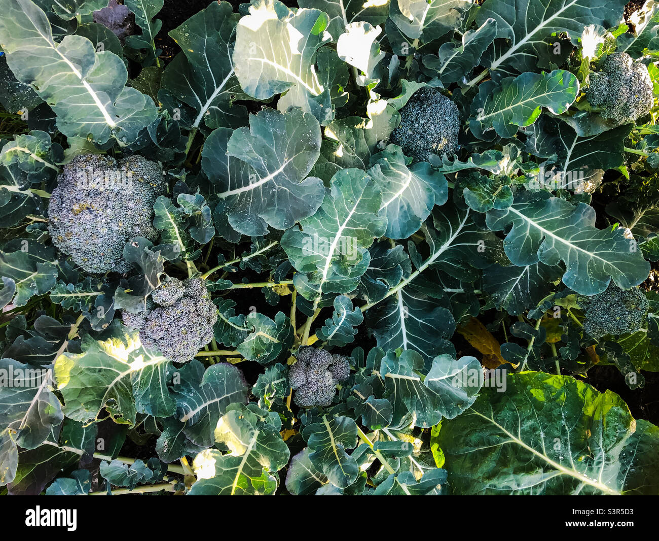 Blick von oben auf einen vegetarischen Fleck voller Kohl und Brokkoli - Smartphone-aufgenommenes Stockfoto