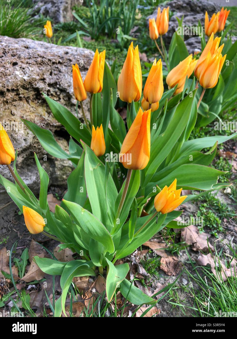 Gelbe Tulpen heißen den Frühling willkommen. Stockfoto