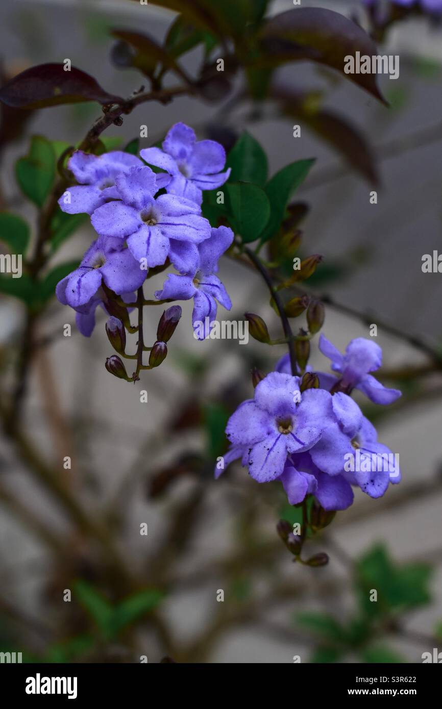 Verbenaceae Stockfoto