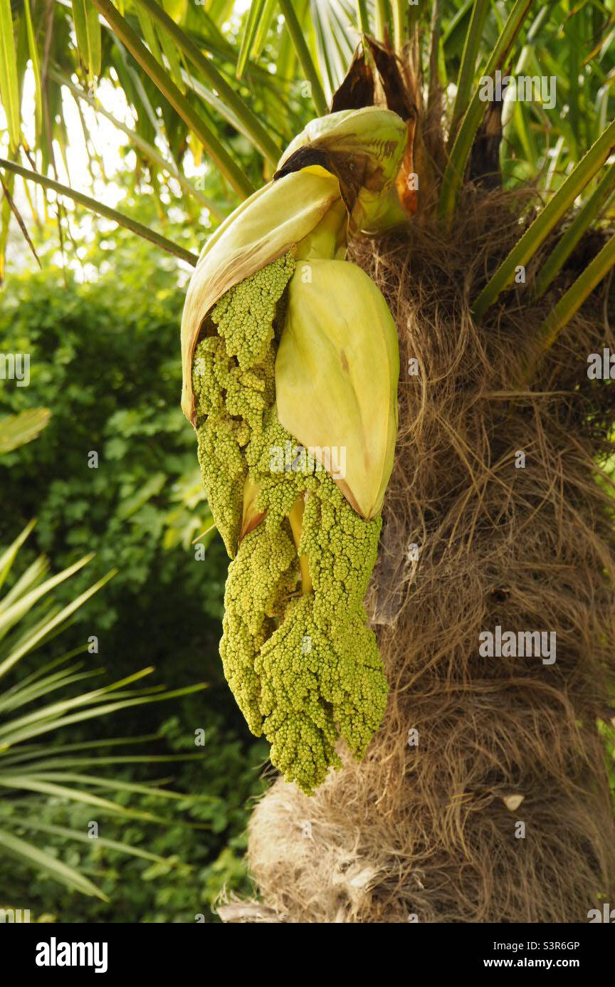 Trachycarpus fortunei, Windmühlenpalme, Chusanpalme, Blume Stockfoto