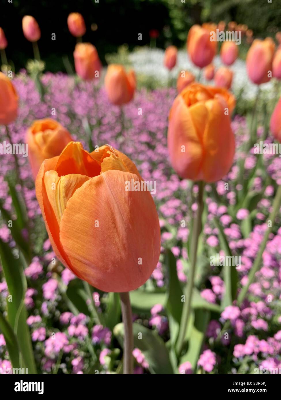 Leuchtend farbige orangefarbene Tulpen - Smartphone-aufgenommenes Stockfoto