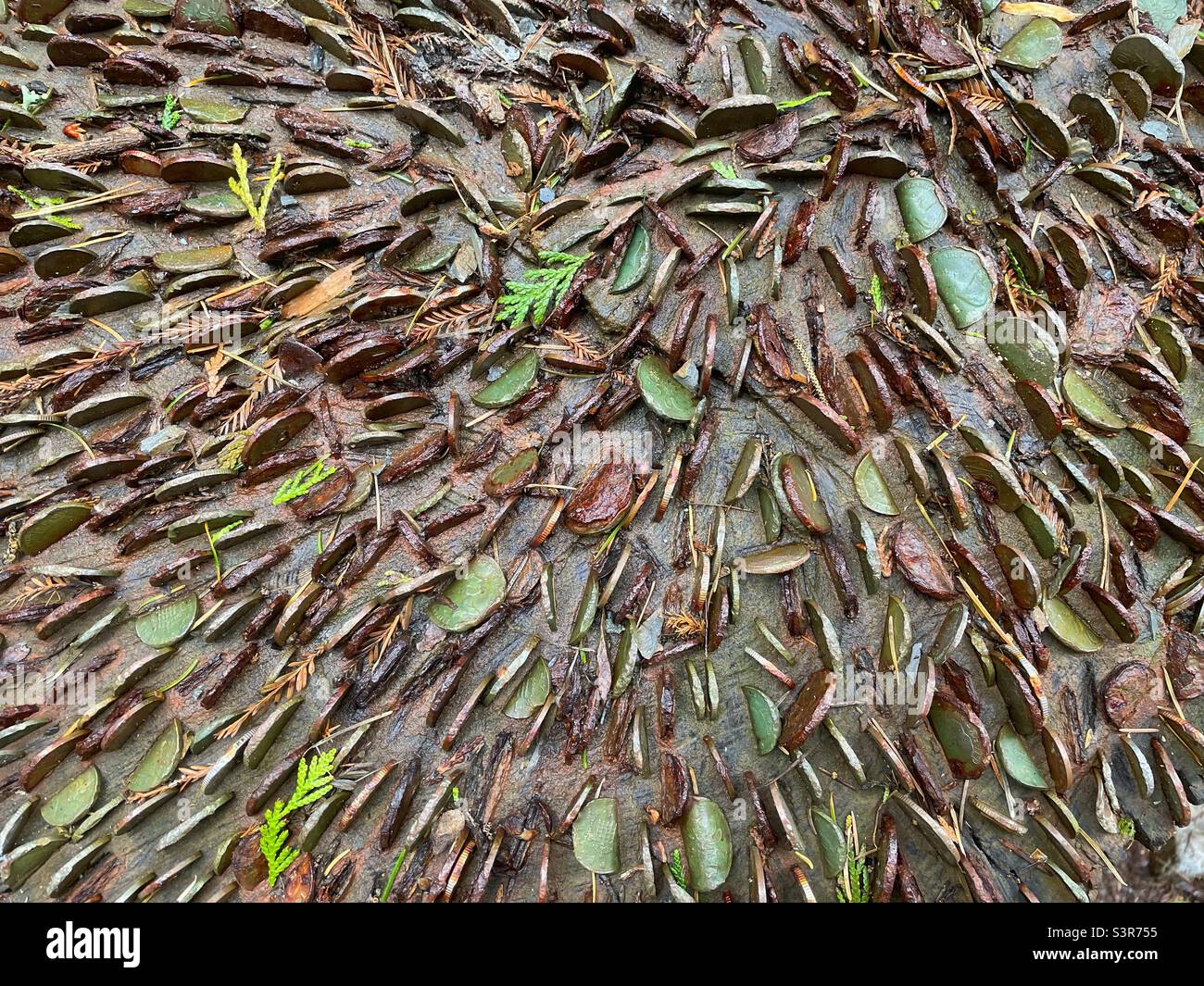 Münzen, die zum Schutz vor Krankheiten in den Baumstumpf eines alten Baumes geklebt wurden. (Wunschbaum) Stockfoto