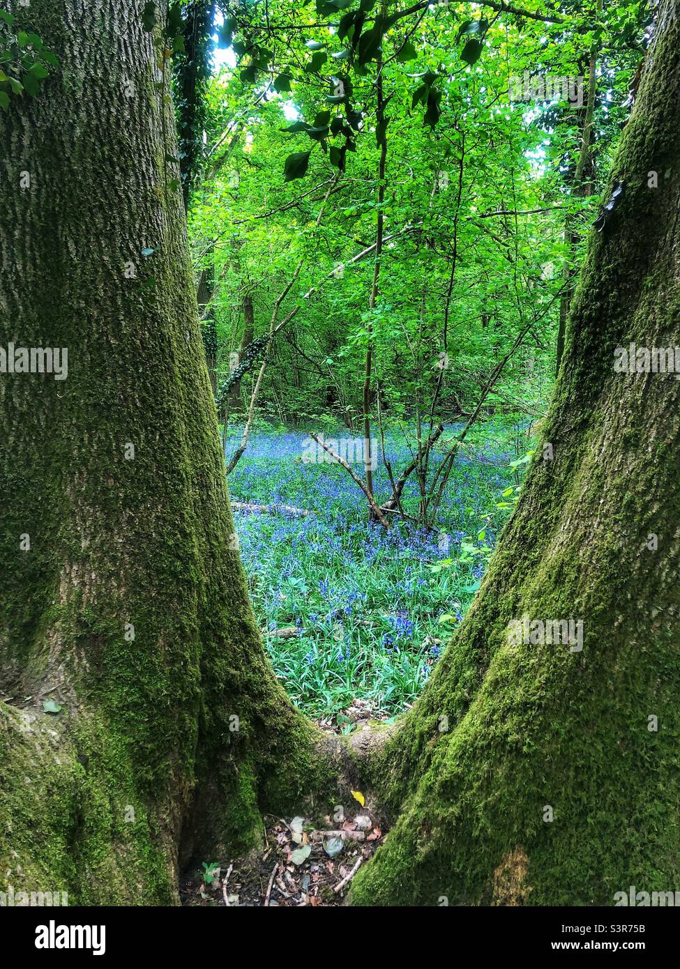 Bäume, die Bluebells in einem Hampshire-Wald umrahmt, Frühling 2022 Stockfoto
