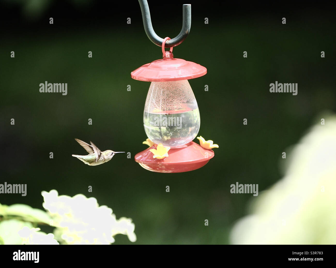 Kolibri im Flug Stockfoto