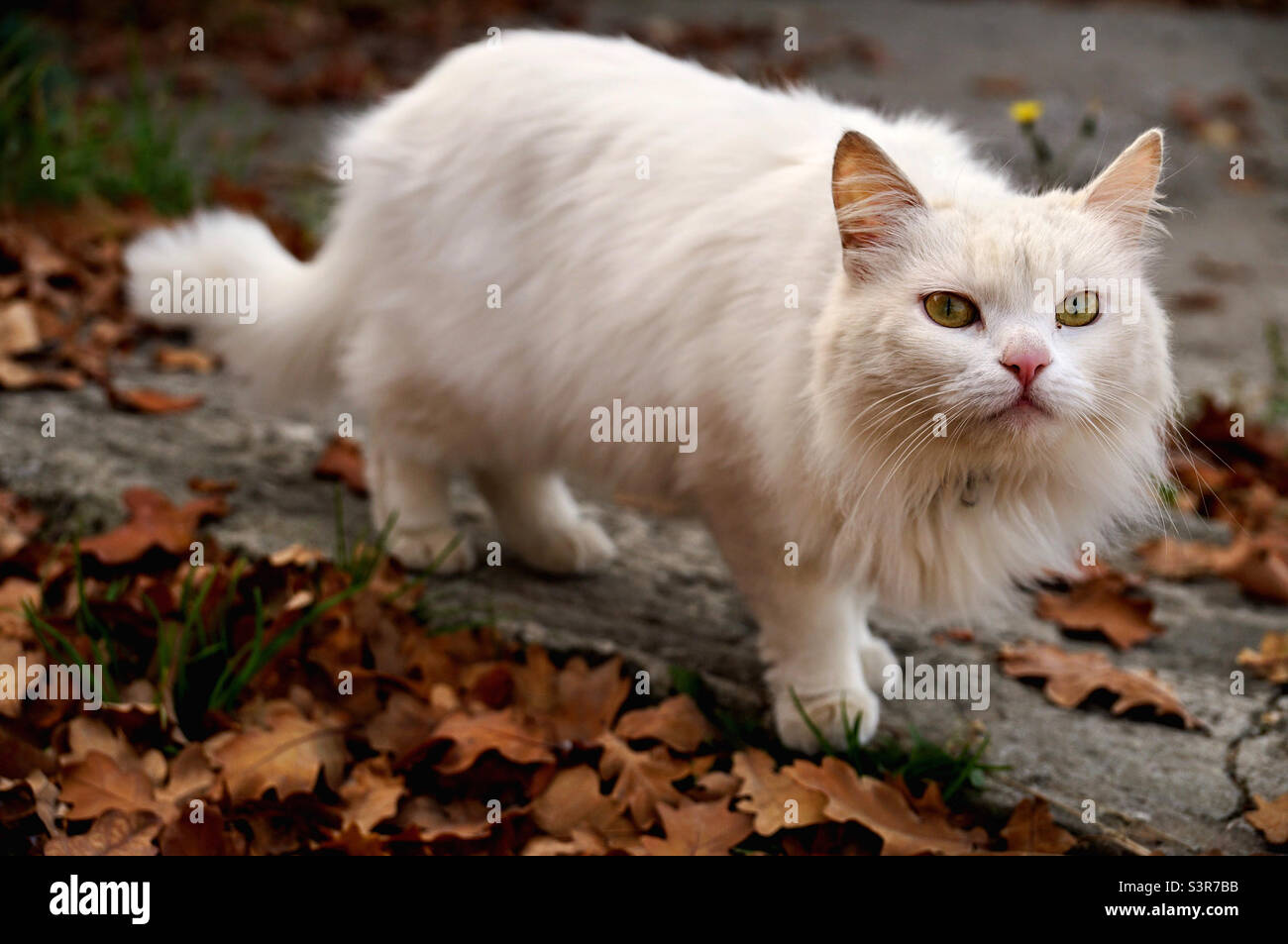 Weiße flauschige Katze schleichen durch die Herbstblätter Stockfoto