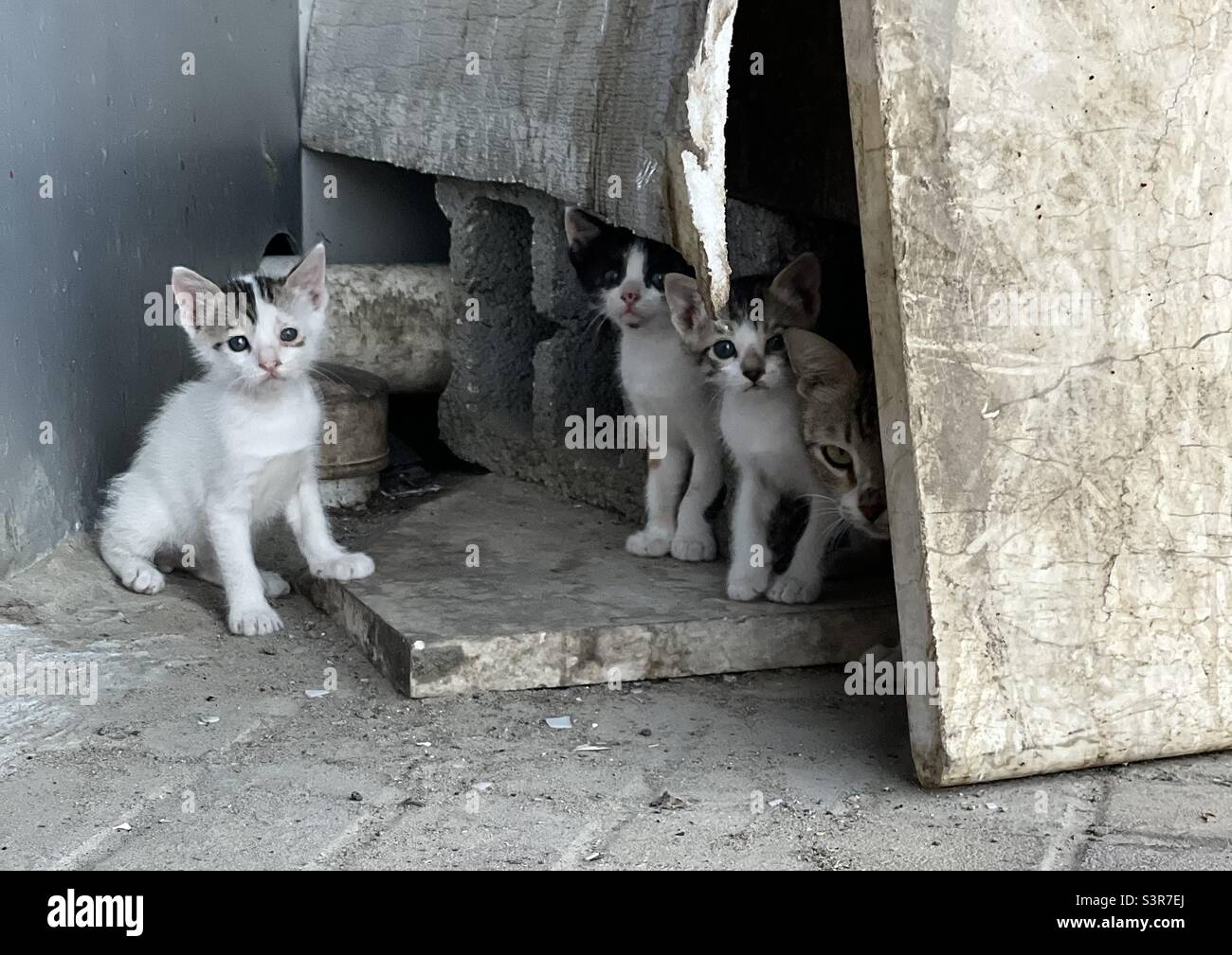 Familie von Katzen starren unschuldig und vorsichtig für Sicherheitsvorkehrungen. Dammam, Saudi-Arabien Stockfoto