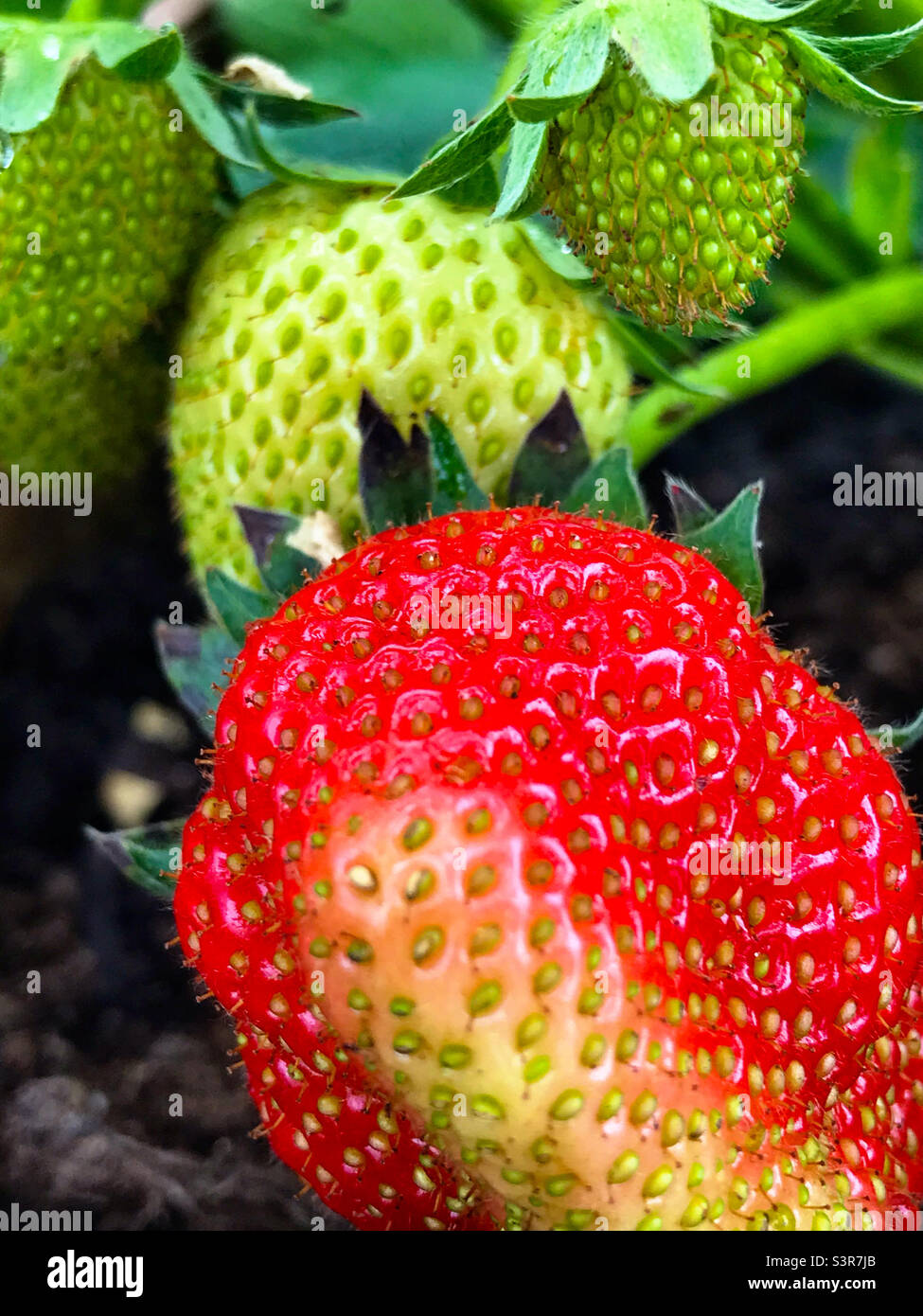 Reife Erdbeeren Stockfoto