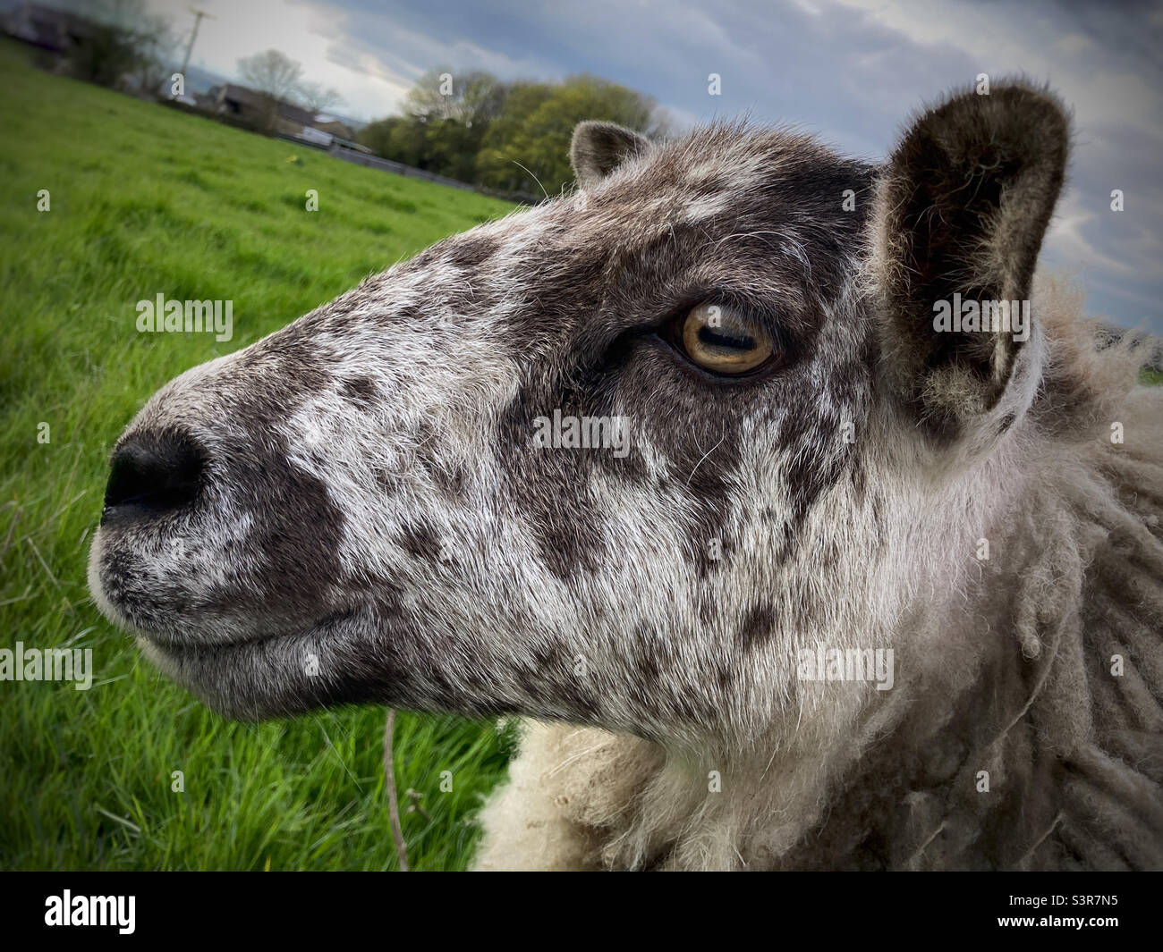 Nahaufnahme eines Schafes im Feld Guiseley West Yorkshire Stockfoto
