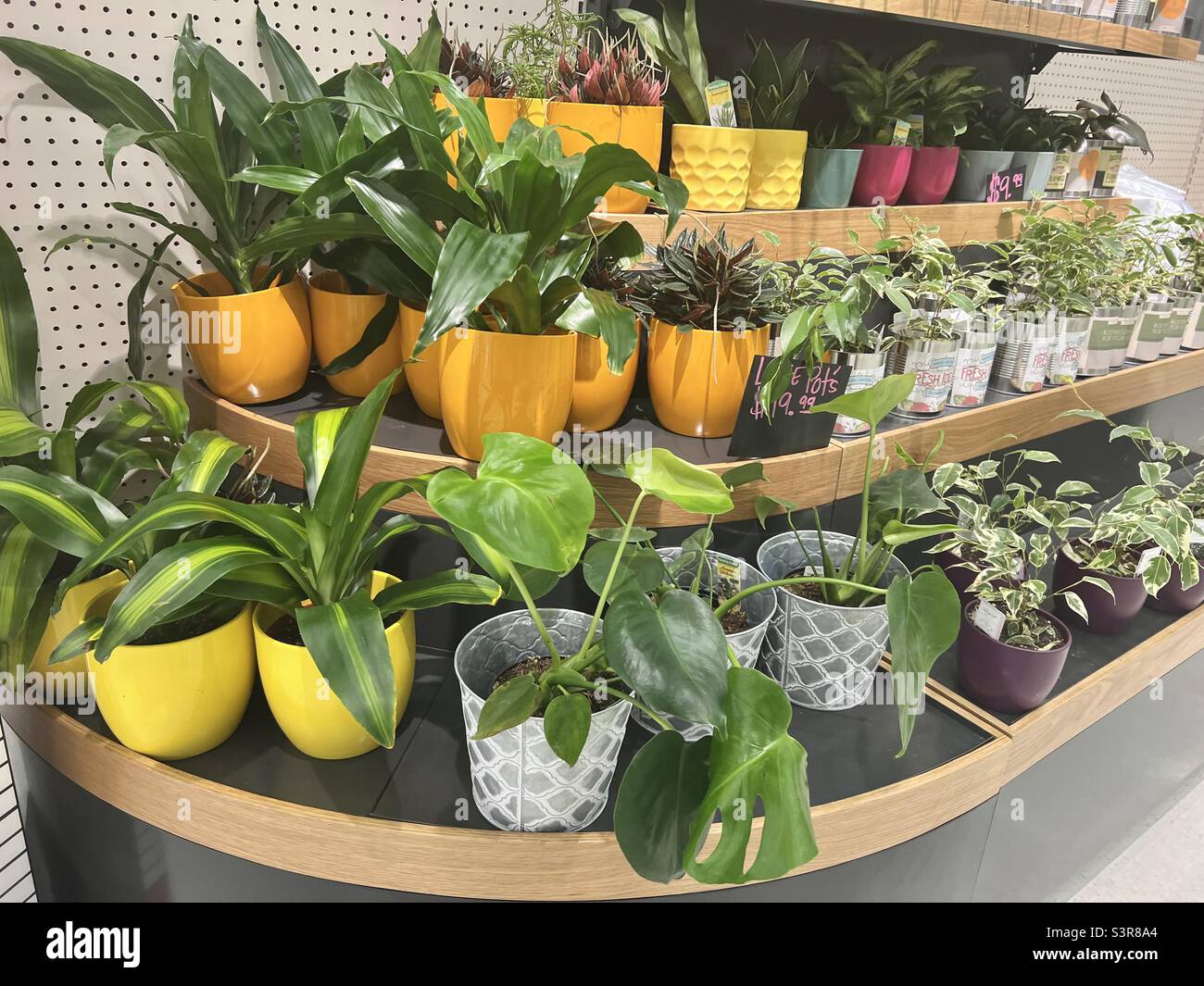 Pflanzen- Topfpflanzen zum Verkauf in der örtlichen Blumenhandlung und Bauernmarkt Stockfoto