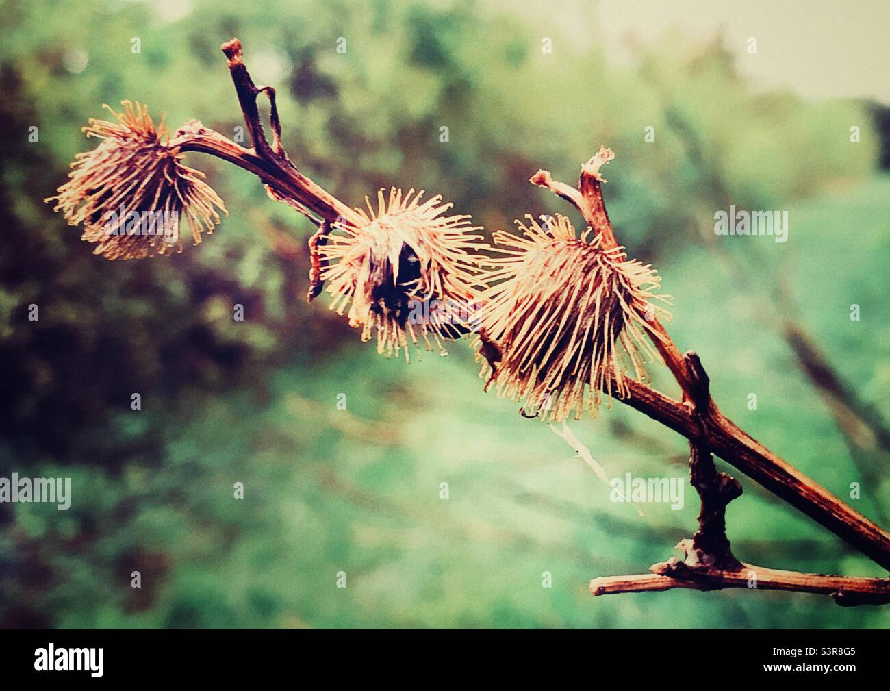 Blüht, über den Winter bis in den Frühling, nass von Regen. Stockfoto