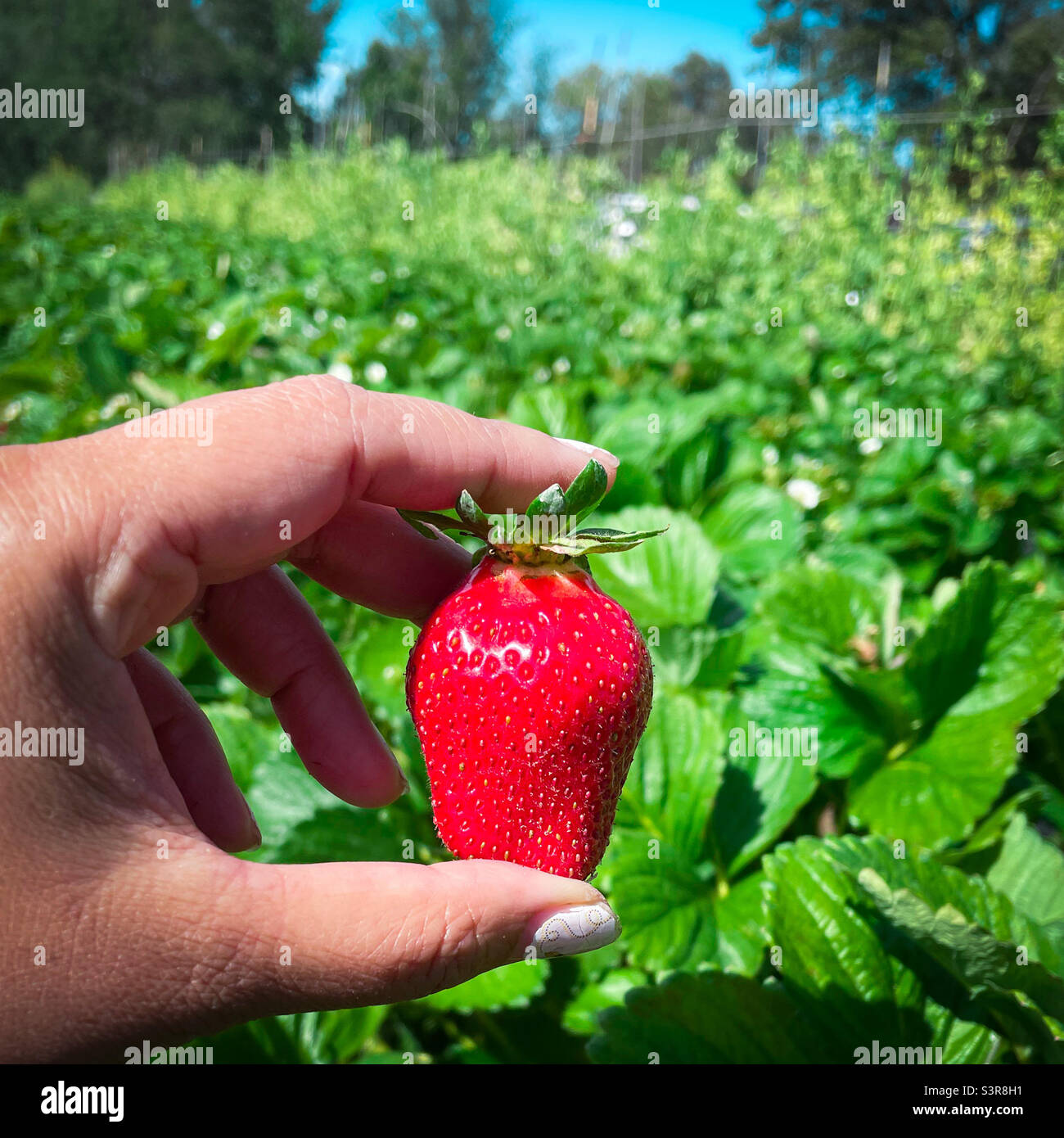 Erdbeeren pflücken - Smartphone-aufgenommenes Stockfoto