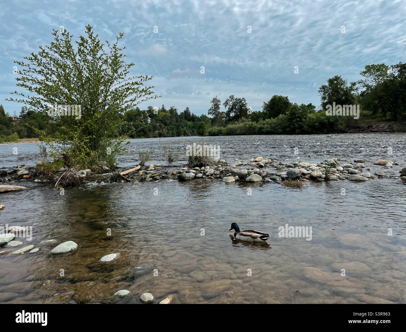 Stockente drake - Smartphone-aufgenommenes Stockfoto