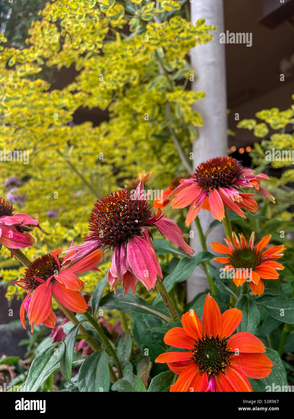 Gänseblümchen - Smartphone-aufgenommenes Stockfoto