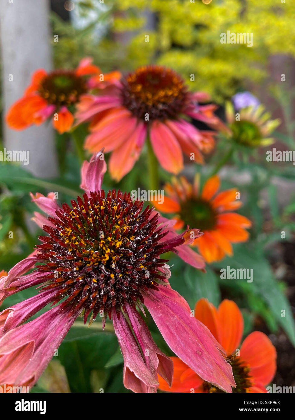 Gänseblümchen - Smartphone-aufgenommenes Stockfoto