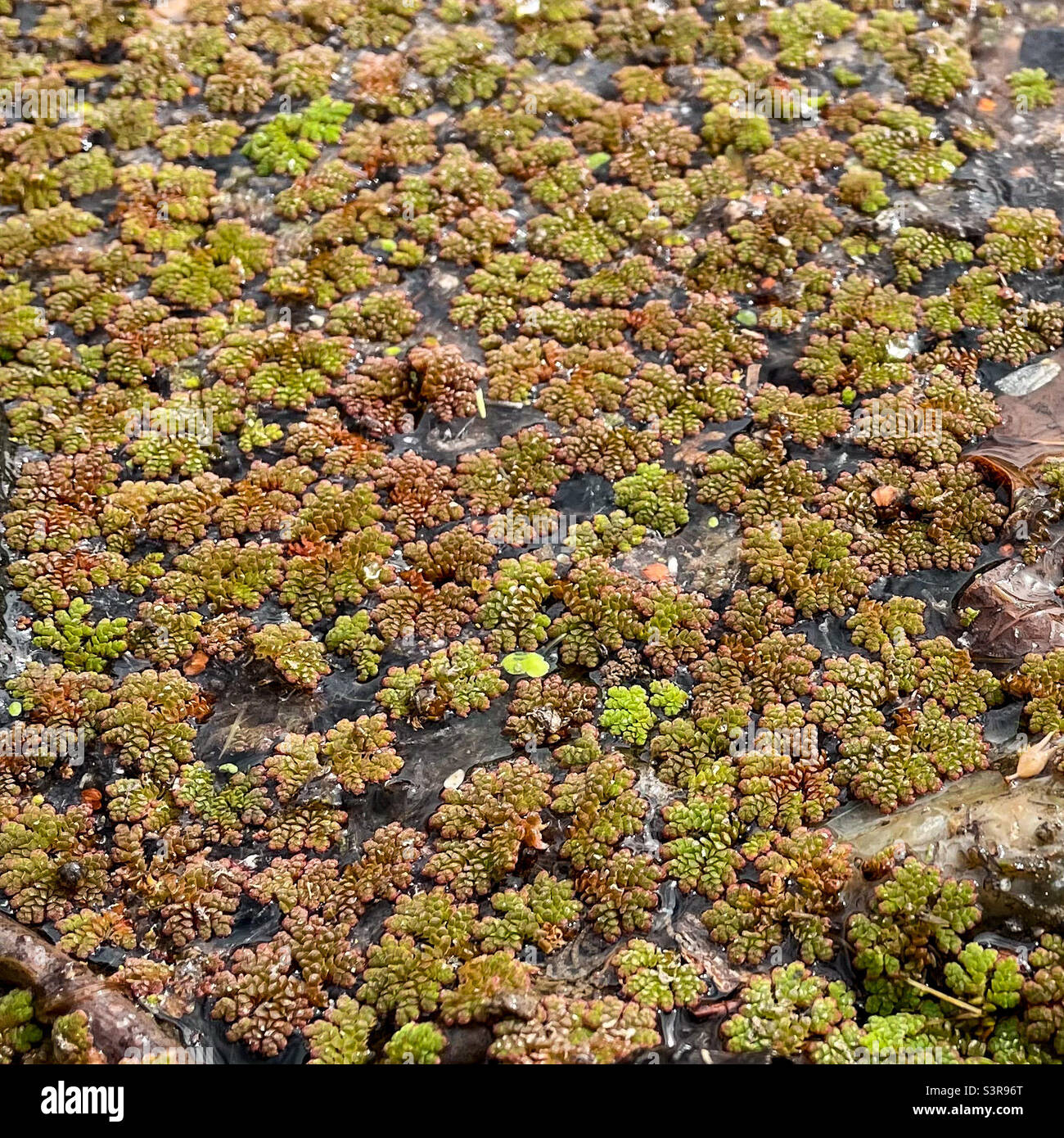 Wasser Farne - Smartphone-aufgenommenes Stockfoto