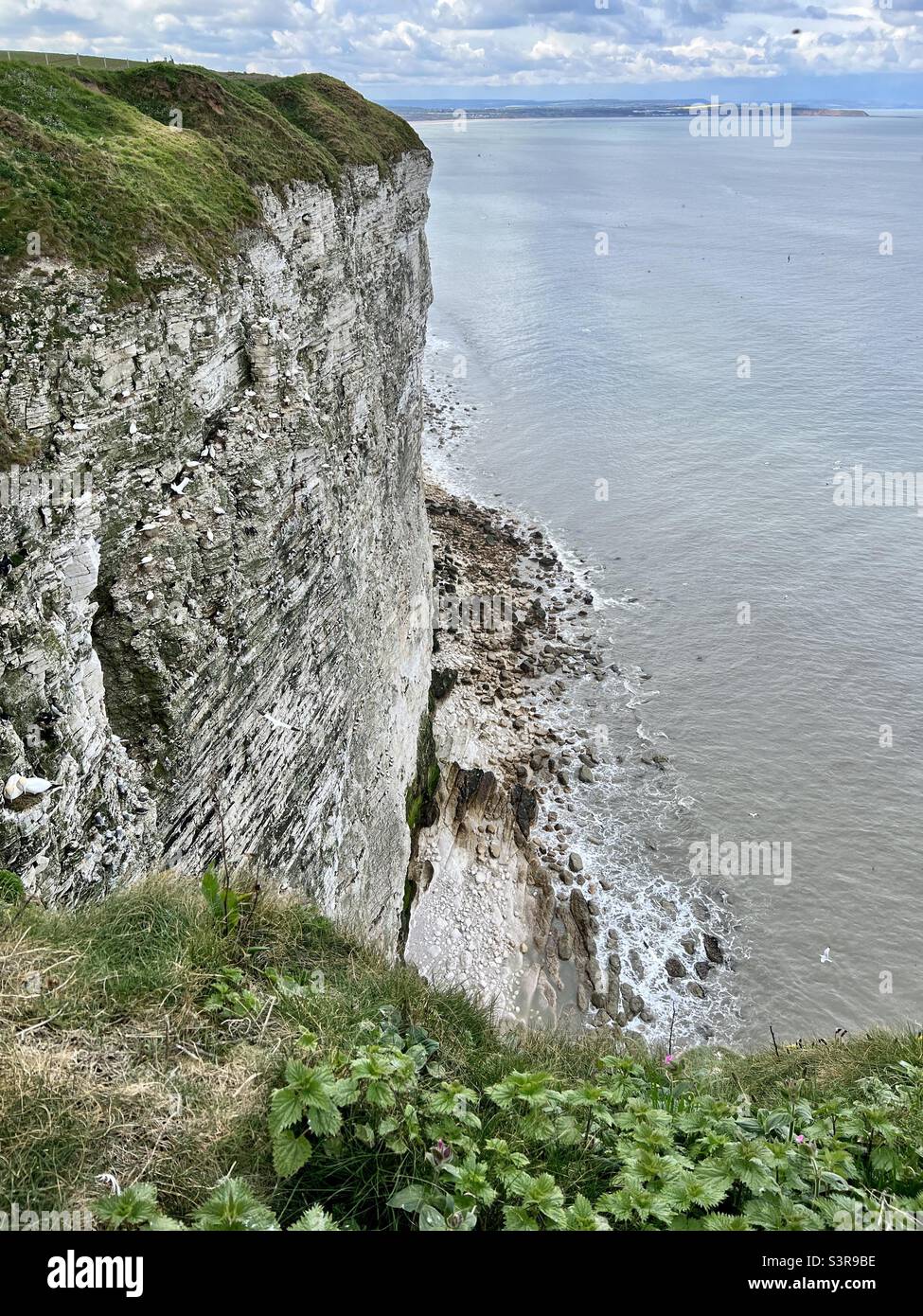 Senkrechte Wand einer 400 m hohen Kreidefelsen, Bempton Stockfoto