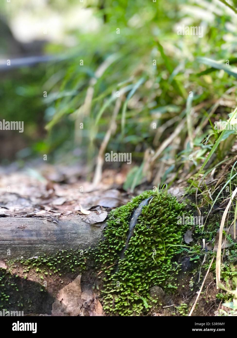 MOS-Pfad Stockfoto