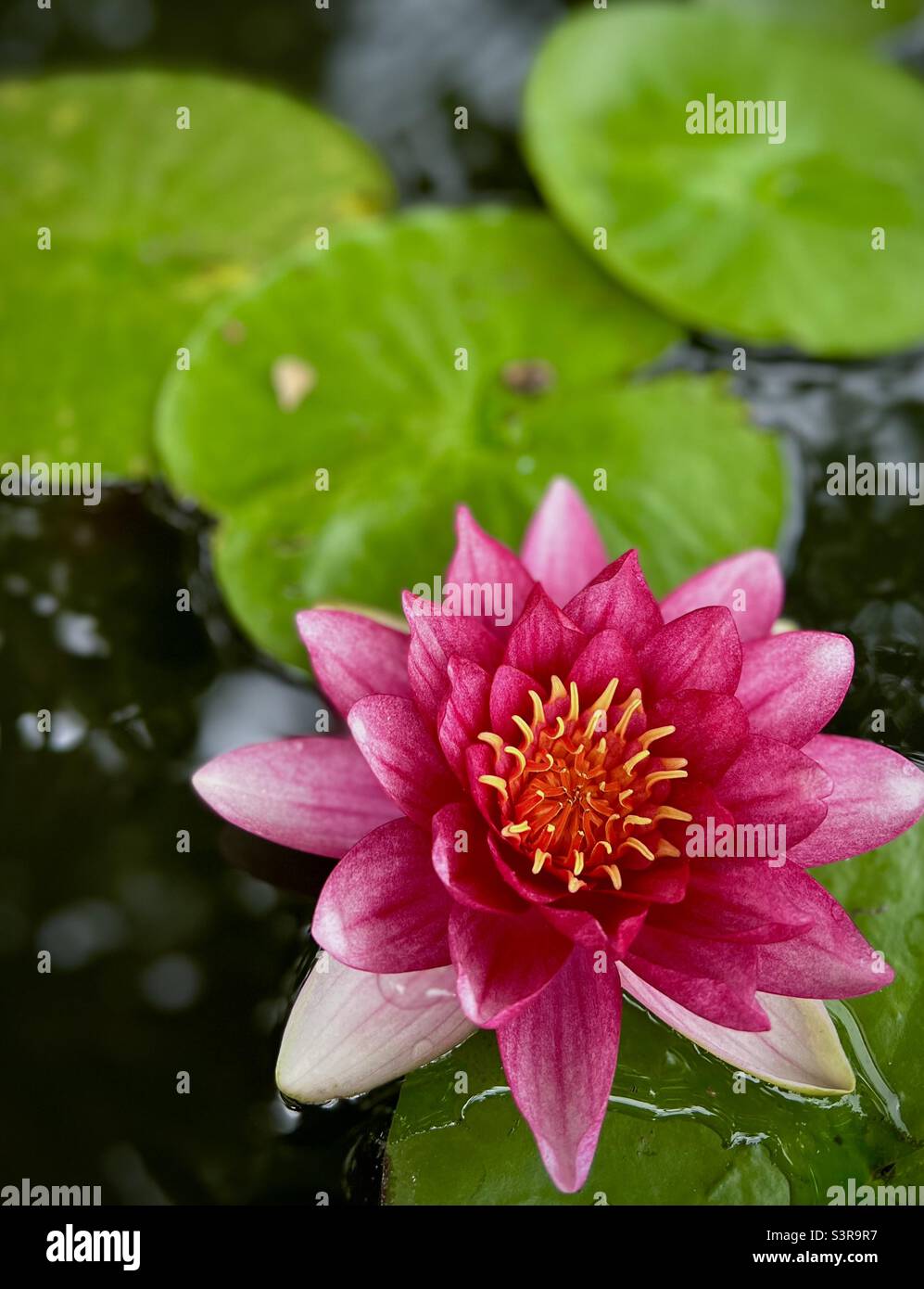 Rosa Wasser lilly Stockfoto