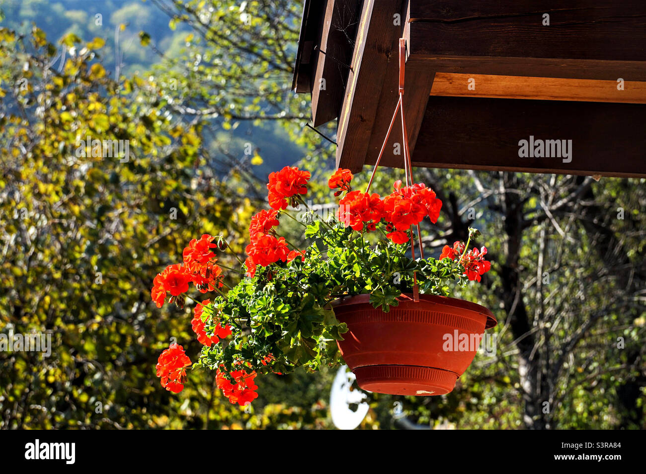 busch von leuchtend roten Blumen in einem hängenden Topf Stockfoto